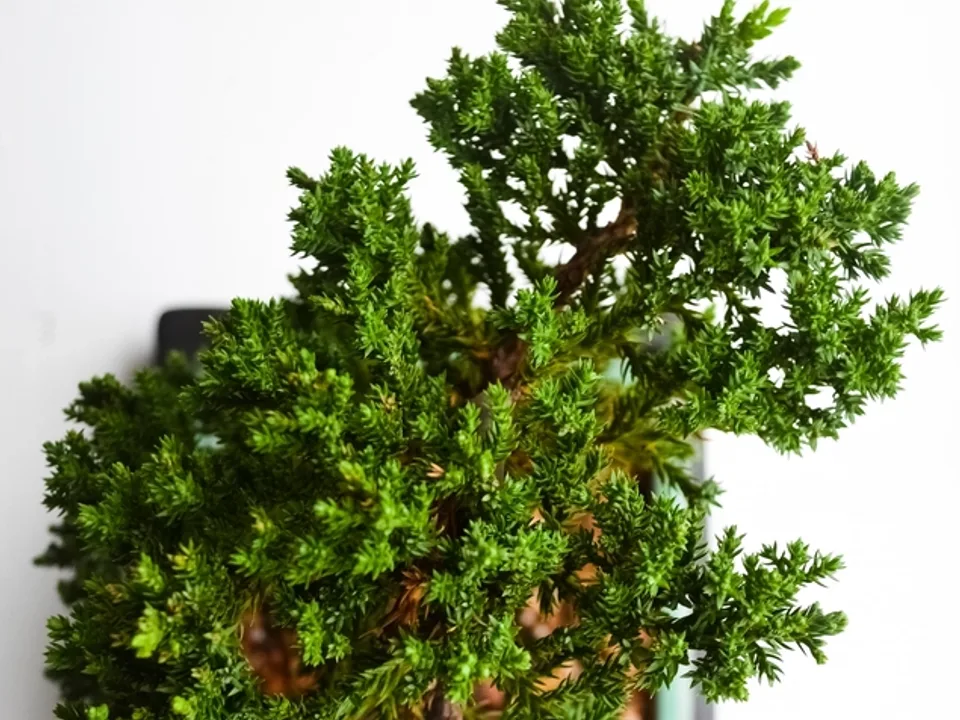 Bonsai