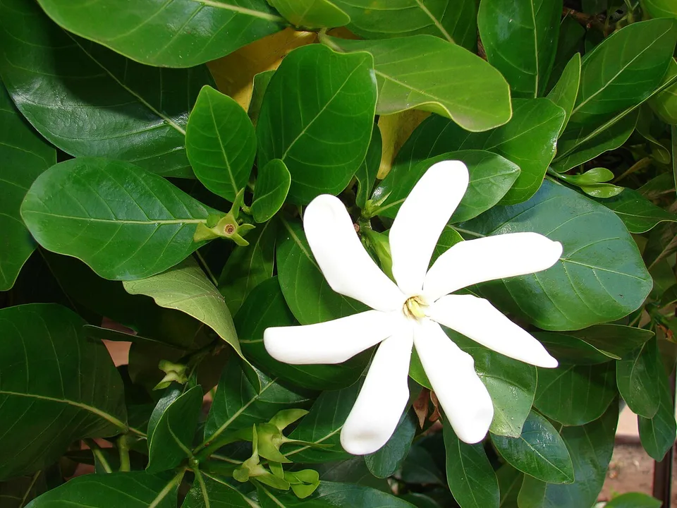 Gardenya