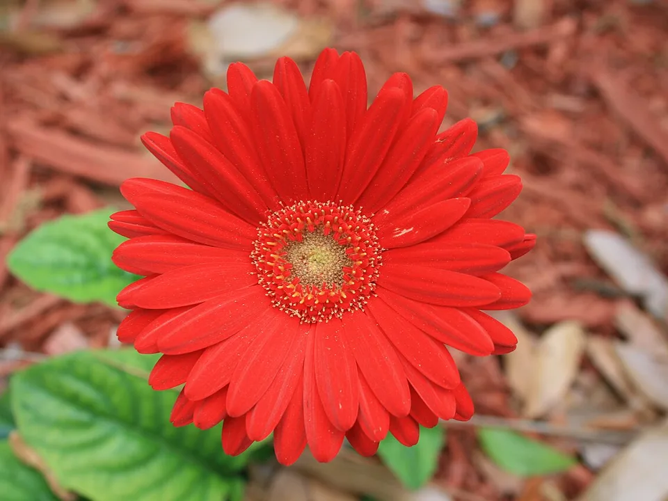Gerbera