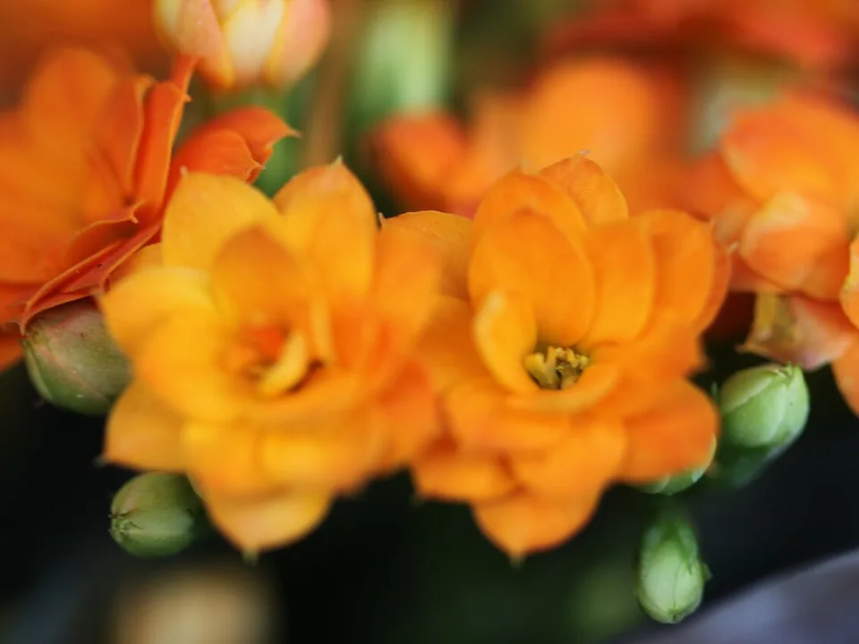 Kalanchoe