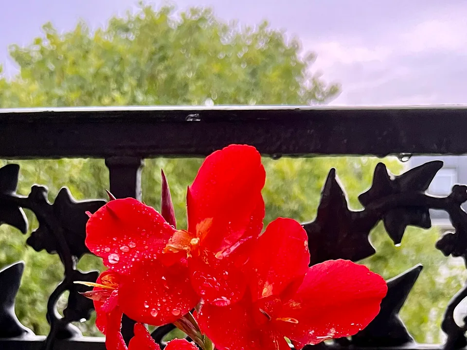 Kana Çiçeği